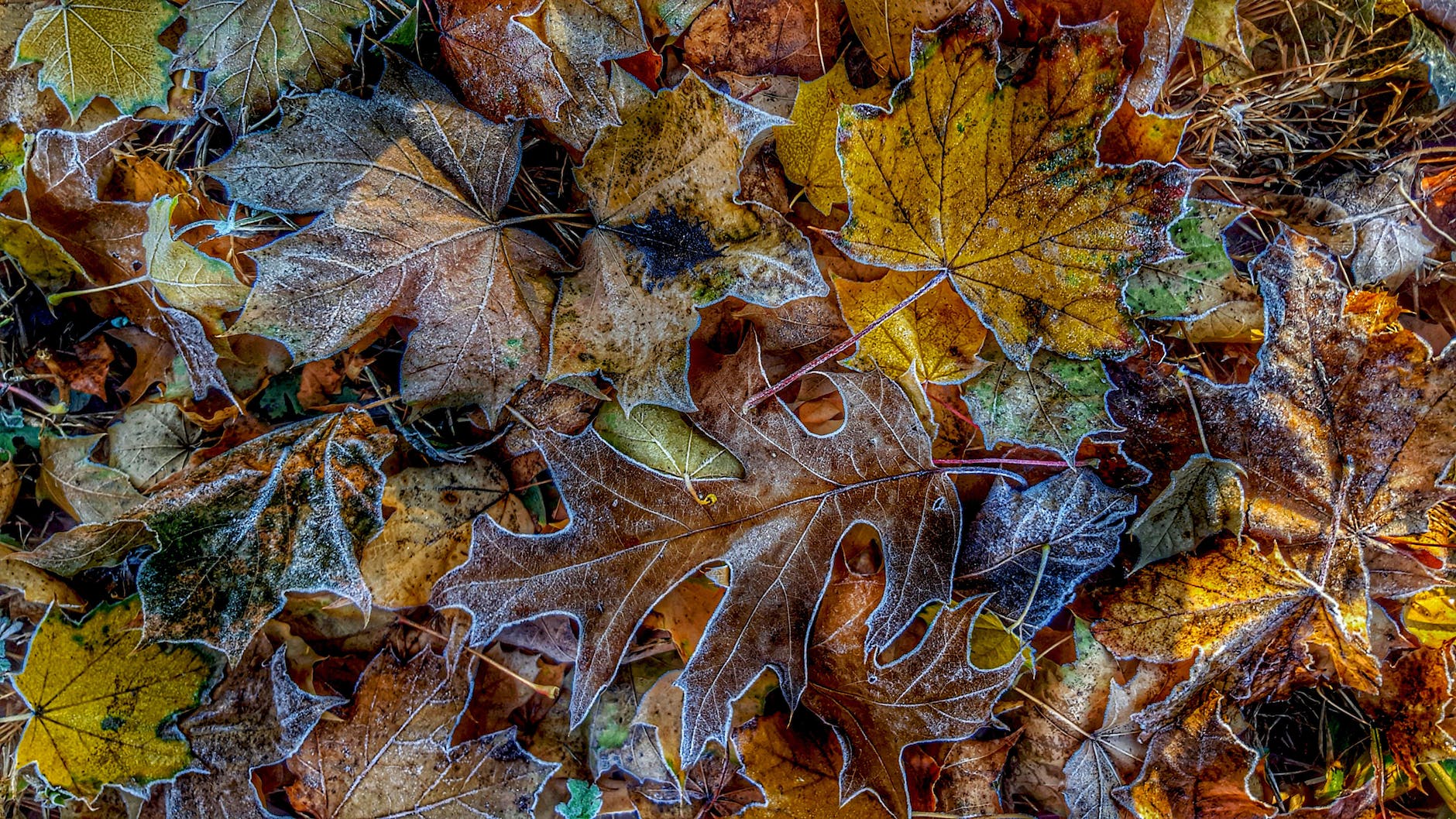 pile of fallen leaves with white traces