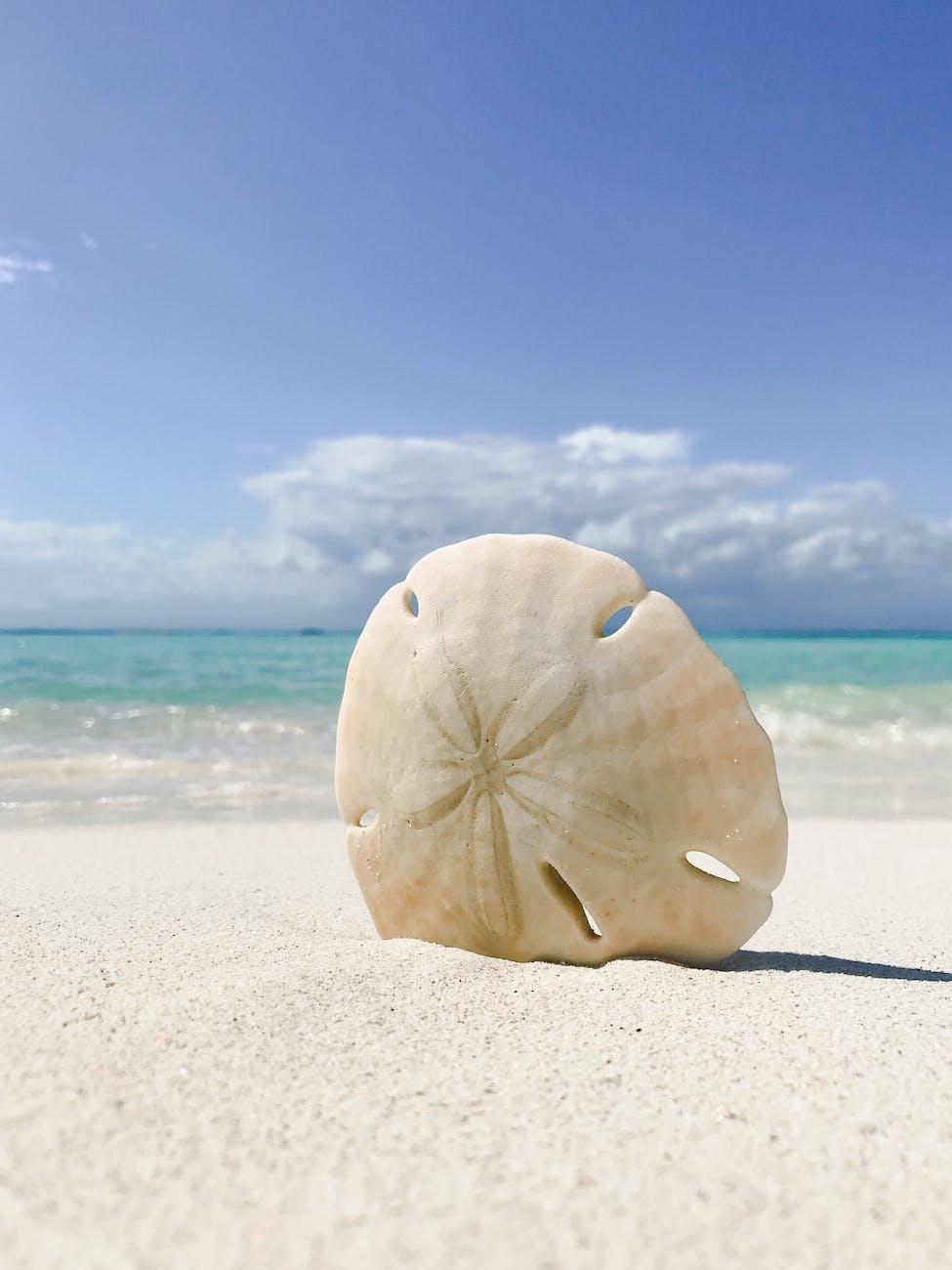 close up photo of a sand dollar