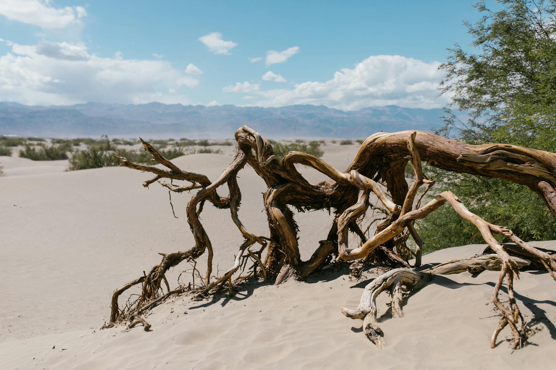 a dead tree in a desert