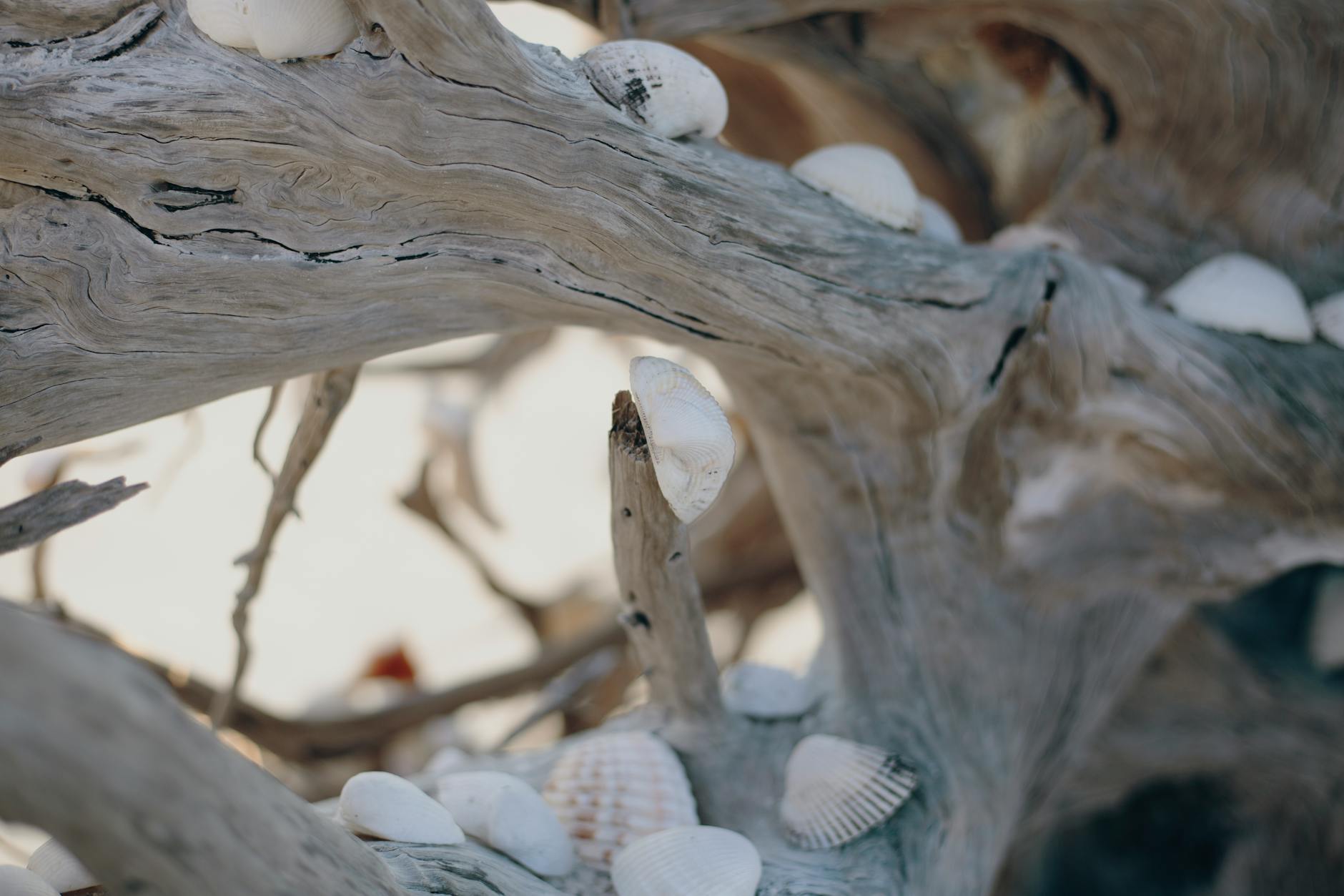 photo of seashells on driftwood