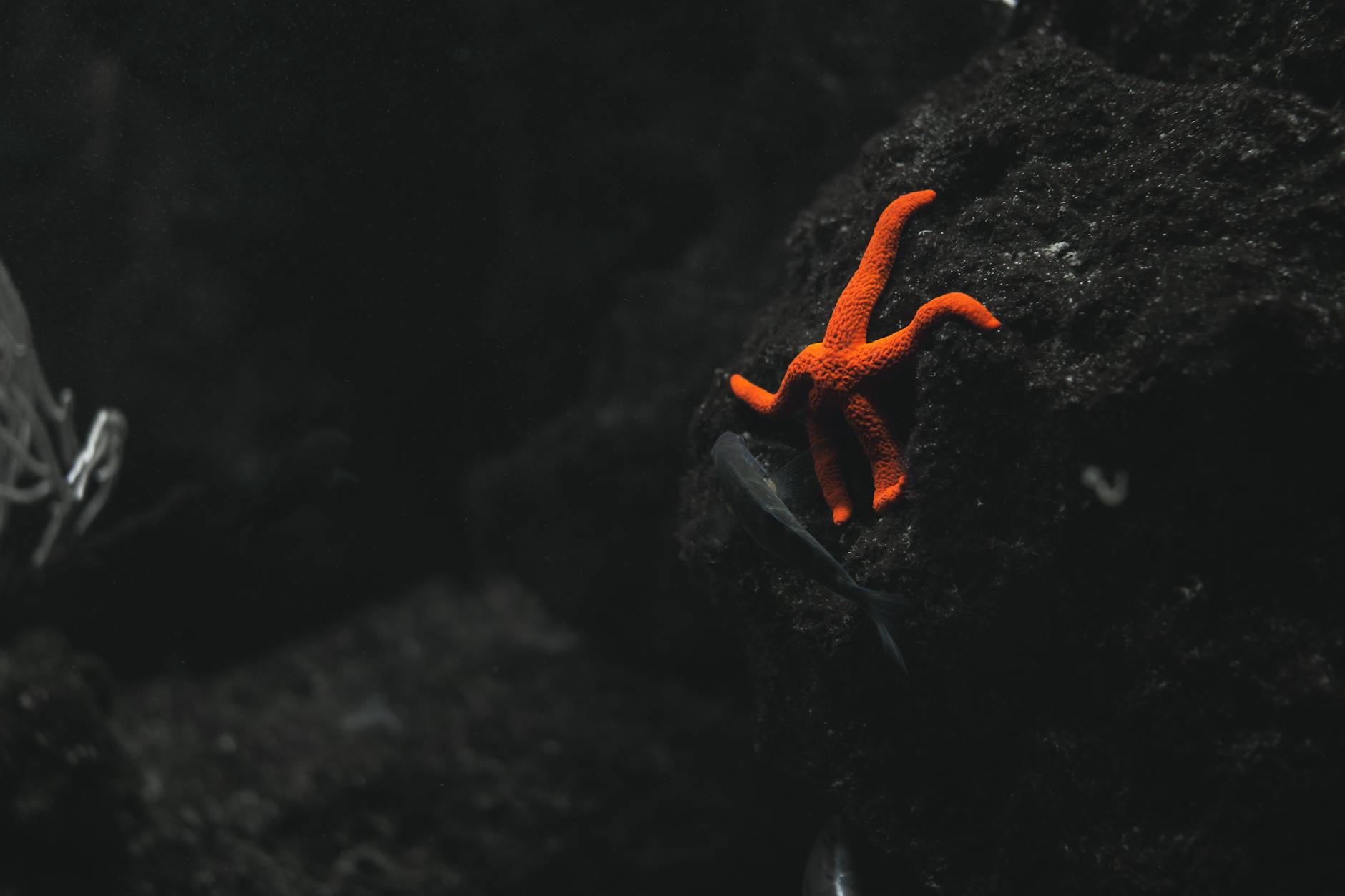 orange starfish