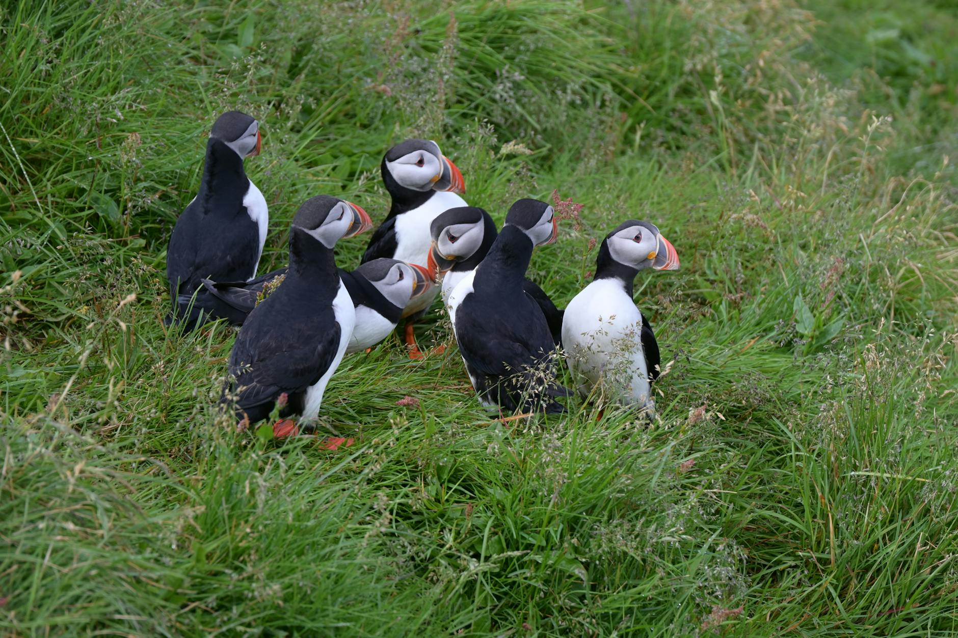 group of atlantic puffins in lush icelandic meadow